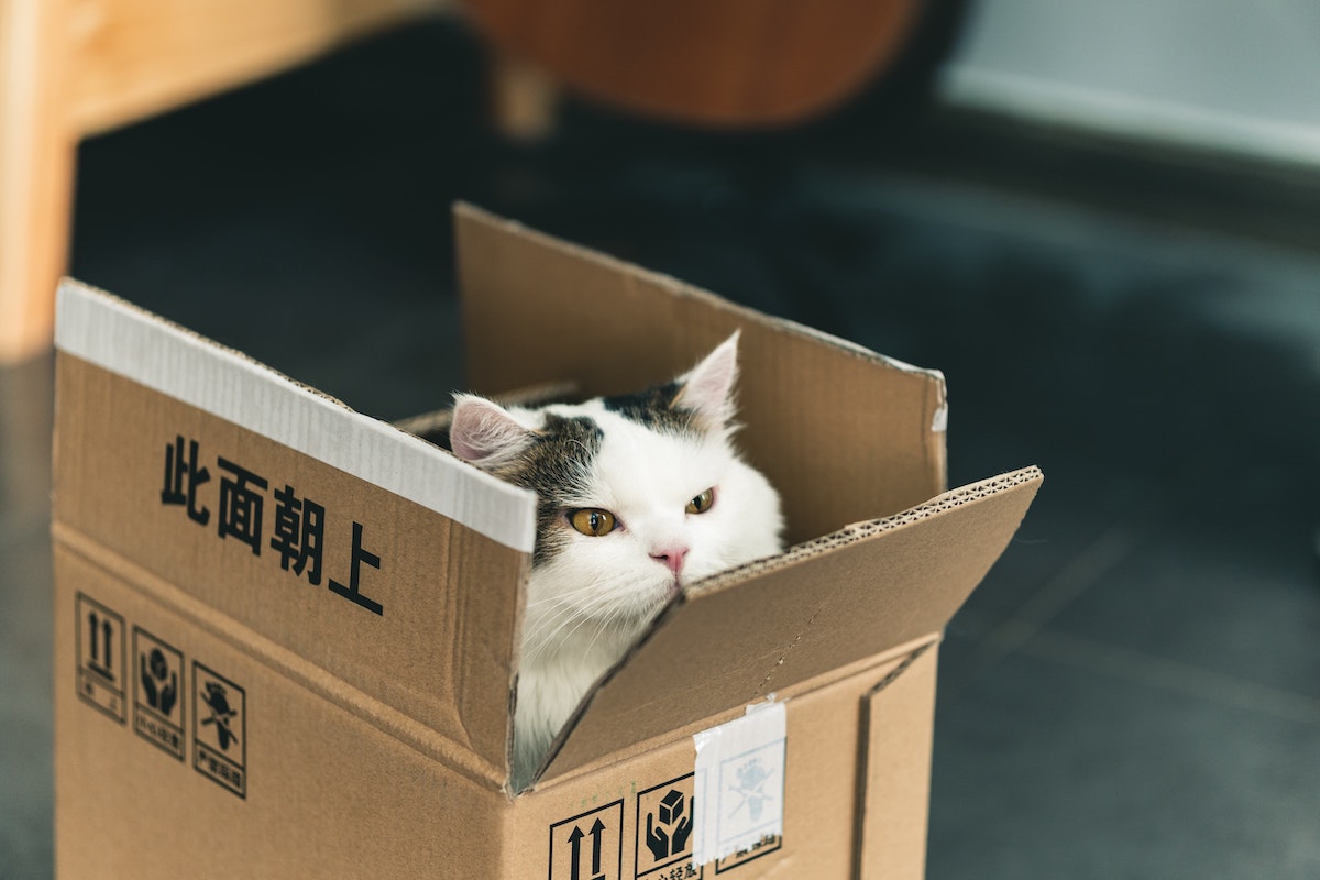 A cat sitting in a box